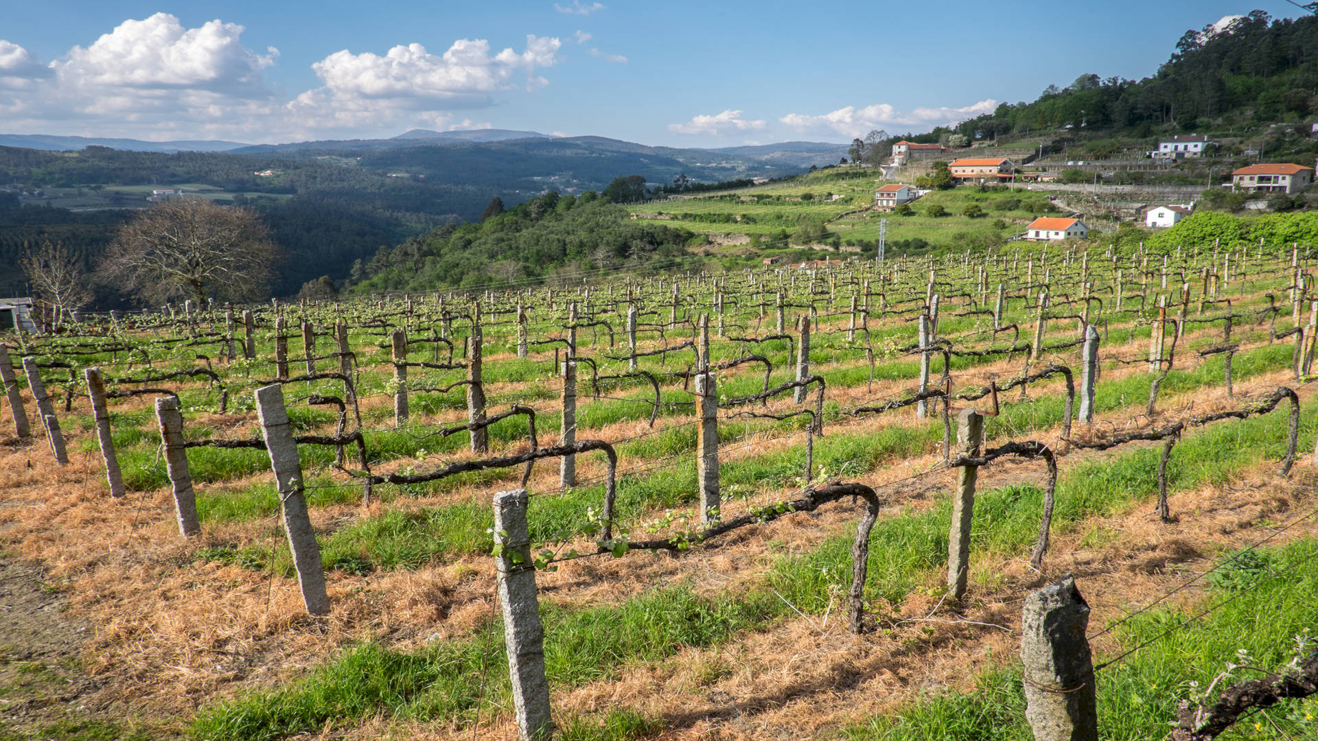 QUINTA DA CALÇADA