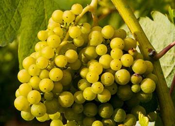 Vinhos