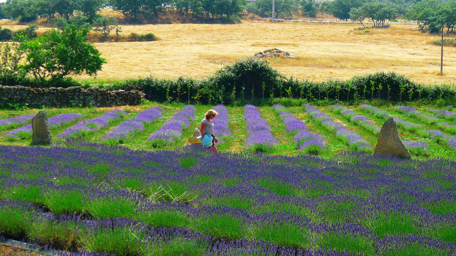 QUINTA DAS LAVANDAS